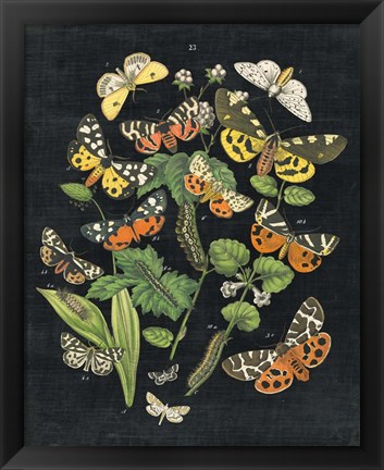 Framed Butterfly Bouquet on Black IV Print