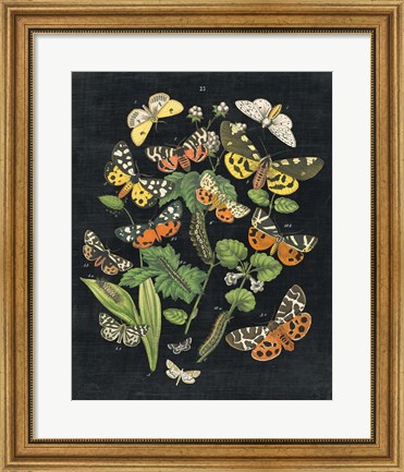 Framed Butterfly Bouquet on Black IV Print