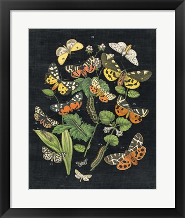 Framed Butterfly Bouquet on Black IV Print