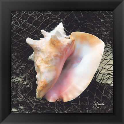 Framed Conch with Net Print