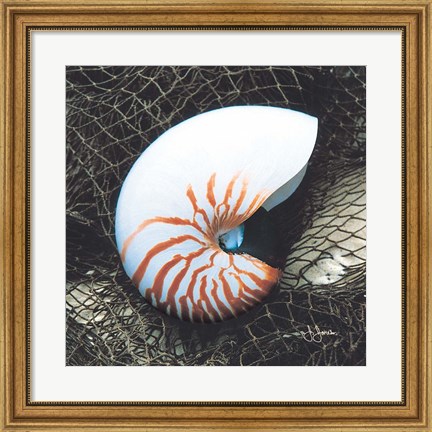 Framed Nautilus with Net Print