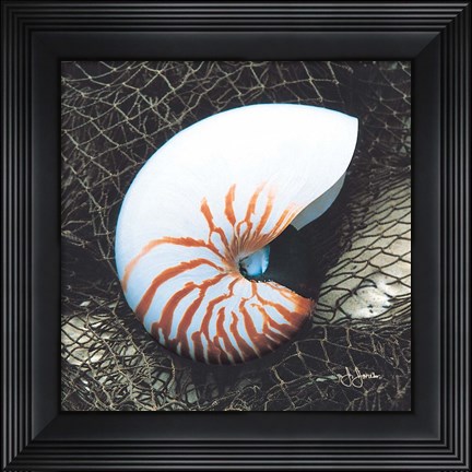 Framed Nautilus with Net Print
