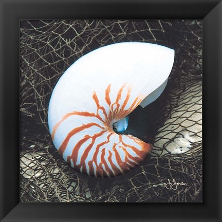 Framed Nautilus with Net Print