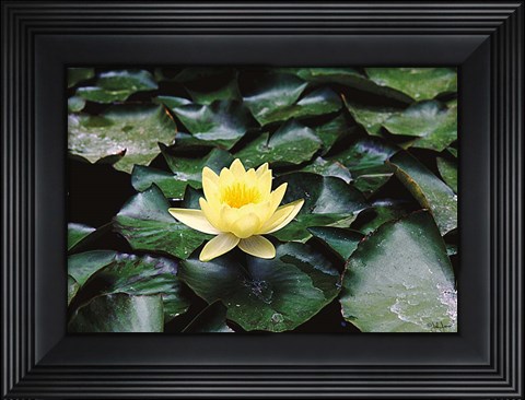 Framed Water Lilly Print