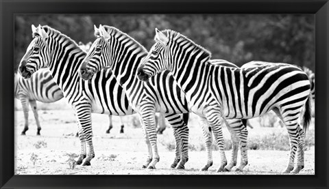 Framed Trio of Zebras Print