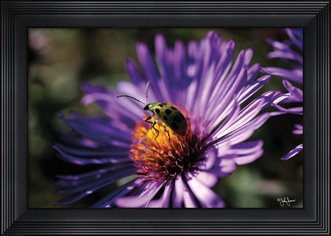 Framed Purple Flower Print