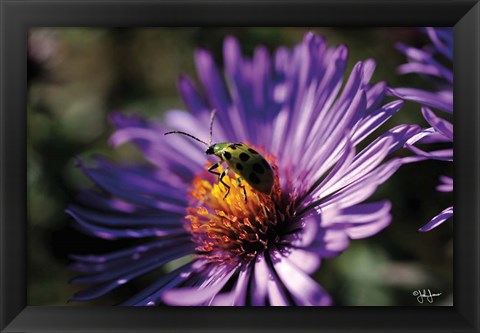 Framed Purple Flower Print