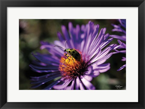 Framed Purple Flower Print