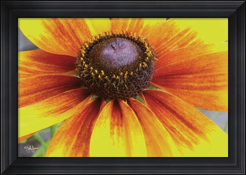 Framed Yellow Flower Print