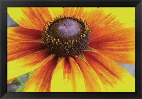 Framed Yellow Flower Print