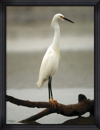 Framed Egret Print