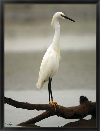 Framed Egret Print