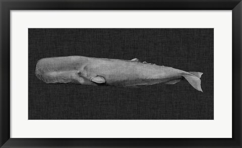 Framed Inverted Whale I Print