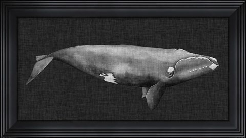 Framed Inverted Whale II Print