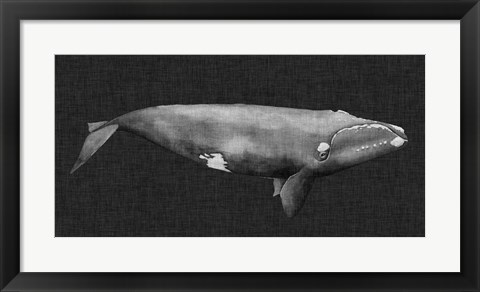 Framed Inverted Whale II Print