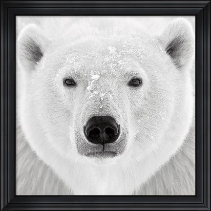 Framed Polar Bear Print