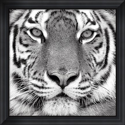 Framed Tiger Print