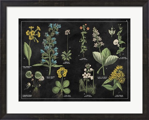 Framed Botanical Floral Chart I Black and White Print