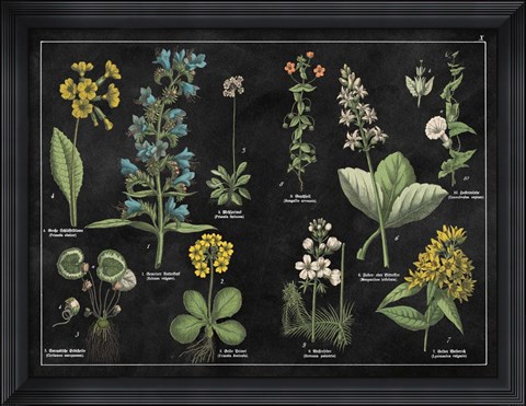 Framed Botanical Floral Chart I Black and White Print
