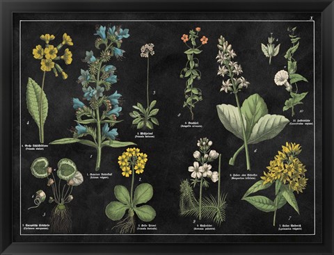 Framed Botanical Floral Chart I Black and White Print