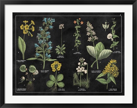 Framed Botanical Floral Chart I Black and White Print