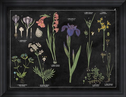 Framed Botanical Floral Chart II Black and White Print