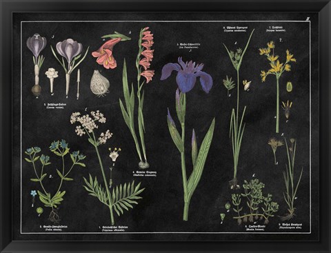 Framed Botanical Floral Chart II Black and White Print