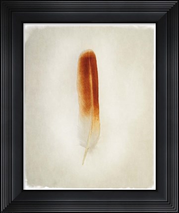 Framed Feather II Print