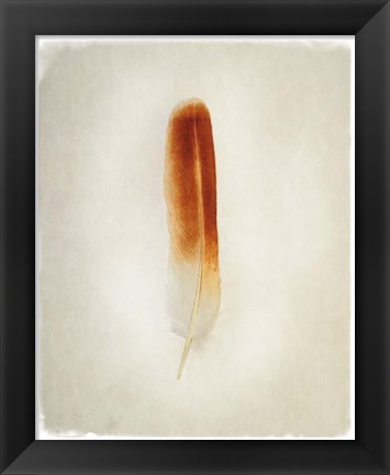 Framed Feather II Print