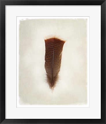 Framed Feather III Print