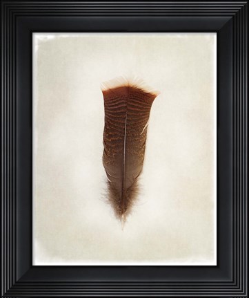 Framed Feather III Print