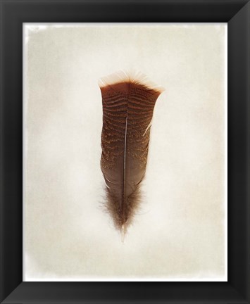 Framed Feather III Print