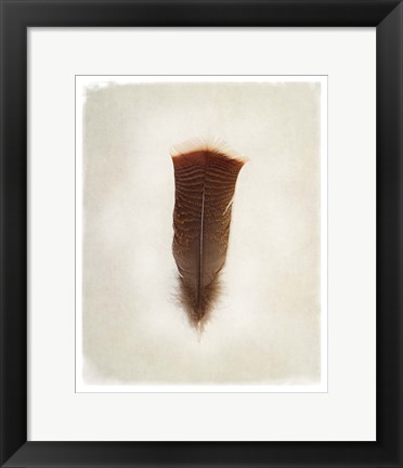 Framed Feather III Print