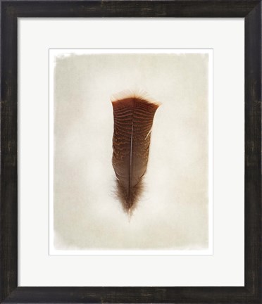 Framed Feather III Print