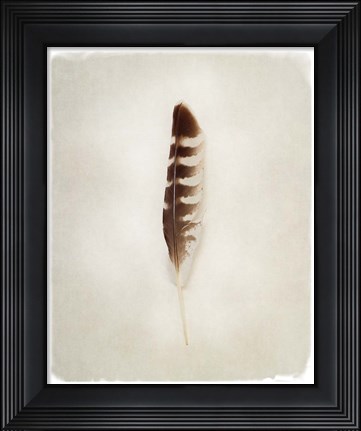 Framed Feather IV Print