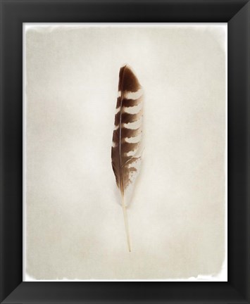 Framed Feather IV Print