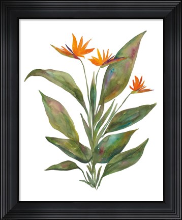 Framed Bright Bromeliad Print