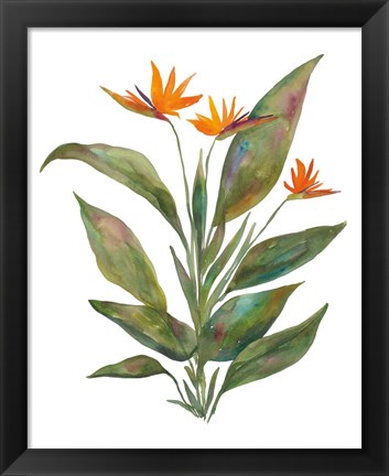 Framed Bright Bromeliad Print