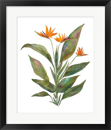 Framed Bright Bromeliad Print