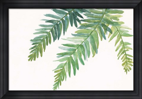 Framed Ferns I Square Print