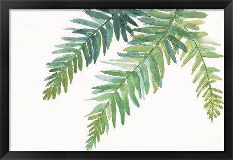 Framed Ferns I Square Print