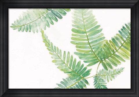 Framed Ferns I Square Print