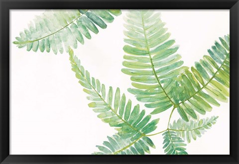 Framed Ferns I Square Print