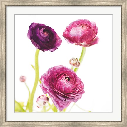 Framed Spring Ranunculus I Print