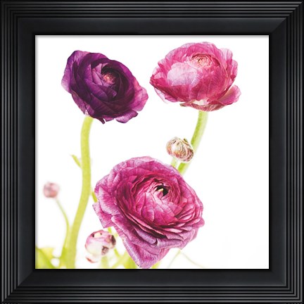 Framed Spring Ranunculus I Print