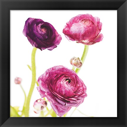 Framed Spring Ranunculus I Print