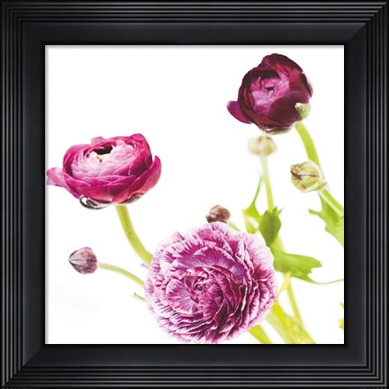 Framed Spring Ranunculus II Print