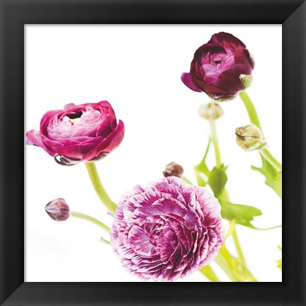 Framed Spring Ranunculus II Print