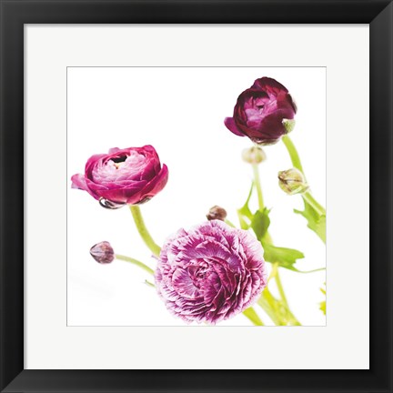 Framed Spring Ranunculus II Print