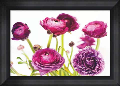 Framed Spring Ranunculus III Print